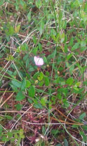 isokarpalo-vaccinium-oxycoccos2