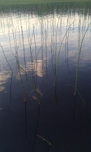 järvikorte-equisetae-fluviatile