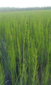 järvikorte-equisetae-fluviatile2