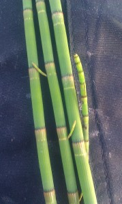 järvikorte-equisetae-fluviatile3