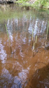 järvikorte-equisetae-fluviatile5