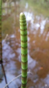 järvikorte-equisetae-fluviatile6