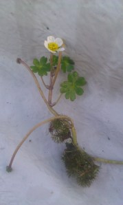 järvisätkin-ranunculus-peltatus-ssp-peltatus