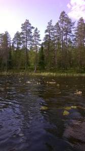 järvisätkin-ranunculus-peltatus-ssp-peltatus2