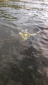 järvisätkin-ranunculus-peltatus-ssp-peltatus3