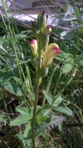 kaarlenvaltikka-pedicularis-sceptrum-carolinum