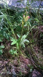 kaarlenvaltikka-pedicularis-sceptrum-carolinum2