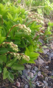 nuokkutalvikki-orthilia-secunda