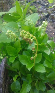 nuokkutalvikki-orthilia-secunda2