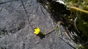 rantaleinikki-ranunculus-reptans