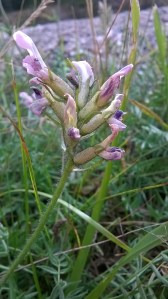 vaaleatunturikurjenherne-astragalus-alpinus-ssp-alpinus2