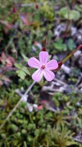 haisukurjenpolvi-geranium-robertianum