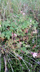 haisukurjenpolvi-geranium-robertianum2