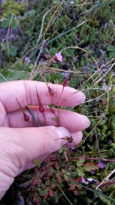haisukurjenpolvi-geranium-robertianum3