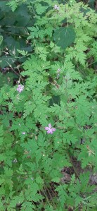 haisukurjenpolvi-geranium-robertianum5