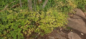 haisukurjenpolvi-geranium-robertianum6