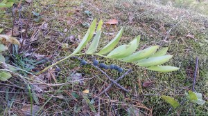 kalliokielo-polygonatum-odoratum