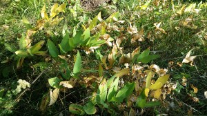 kalliokielo-polygonatum-odoratum2