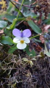 keto-orvokki-viola-tricolori