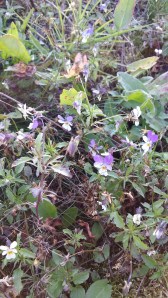 keto-orvokki-viola-tricolori2