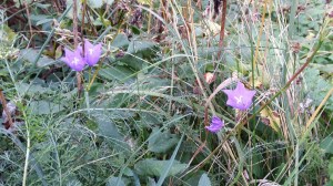 kurjenkello-campanula-persicifolia