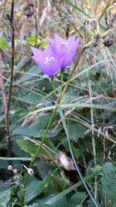 kurjenkello-campanula-persicifolia2