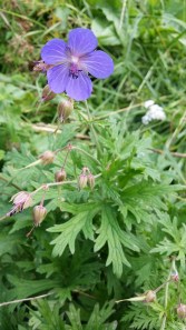 kyläkurjenpolvi-geranium-pratense5