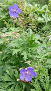 kyläkurjenpolvi-geranium-pratense6
