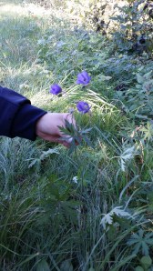 kyläkurjenpolvi-geranium-pratense
