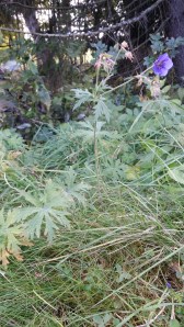 kyläkurjenpolvi-geranium-pratense3