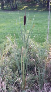 leveäosmankäämi-typha-latifolia