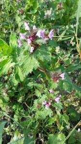 liuskapeippi-lamium-hybridum3