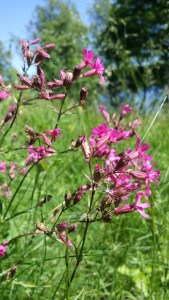 mäkitervakko-silene-viscaria4