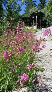 mäkitervakko-silene-viscaria5