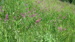 mäkitervakko-silene-viscaria6