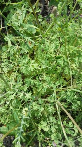 peltoemäkki-fumaria-officinalis3