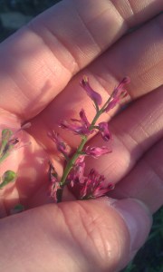 peltoemäkki-fumaria-officinalis4