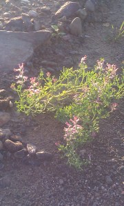 peltoemäkki-fumaria-officinalis5