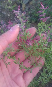 peltoemäkki-fumaria-officinalis6