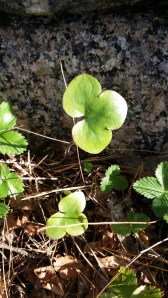 sinivuokko-hepatica-nobilis