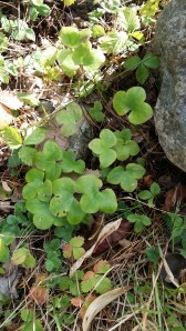 sinivuokko-hepatica-nobilis2