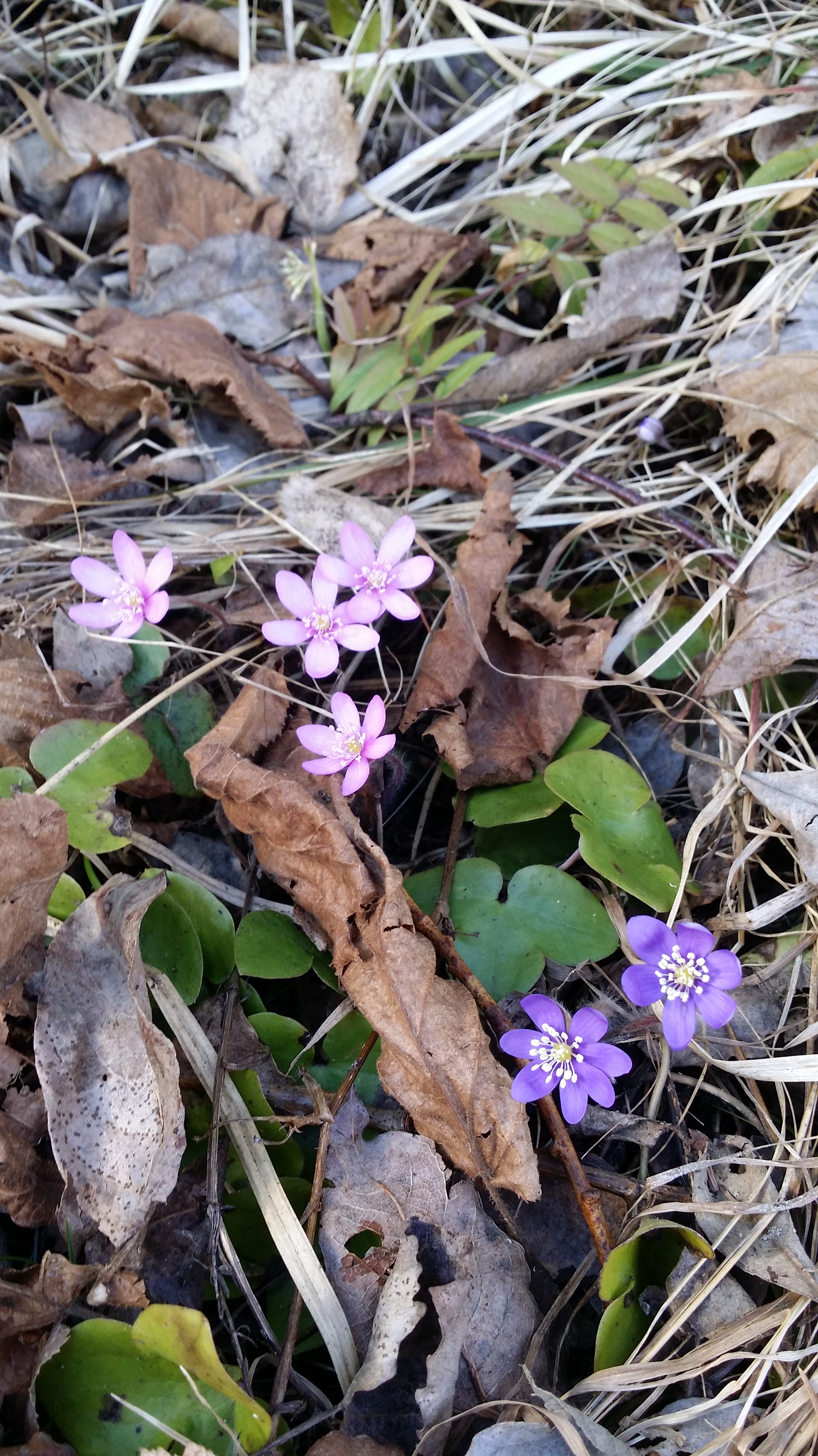 sinivuokko-hepatica-nobilis4