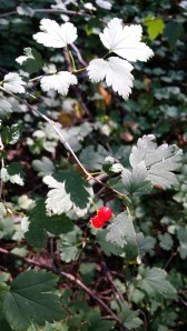 taikinamarja-ribes-alpinum