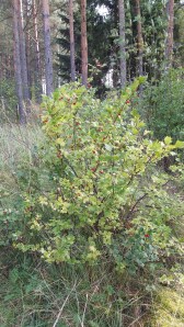 taikinamarja-ribes-alpinum3