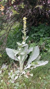 ukontulikukka-verbascum-thapsus