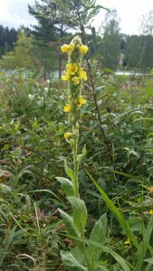 ukontulikukka-verbascum-thapsus7