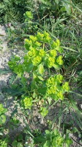 viisisädetyräkki-euphorbia-helioscopia