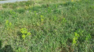 viisisädetyräkki-euphorbia-helioscopia2