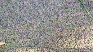 isolimaska-spirodela-polyrrhiza