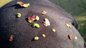 isolimaska-spirodela-polyrrhiza2